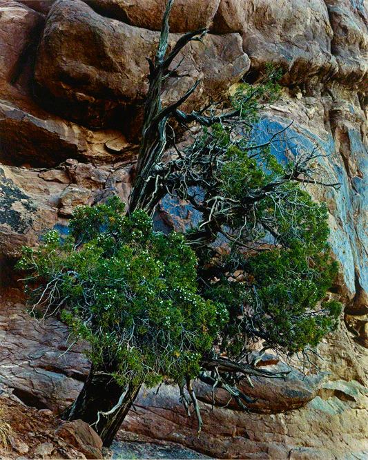 Permalink to Finding the Grace in Trees Juniper Tree, Arches National Monument, Utah, August 27, 1958. Gift of Daniel Greenberg and Susan Steinhauser, The J. Paul Getty Museum, Los Angeles © 1990 Amon Carter Museum of American Art, Fort Worth, Texas, Bequest of the artist