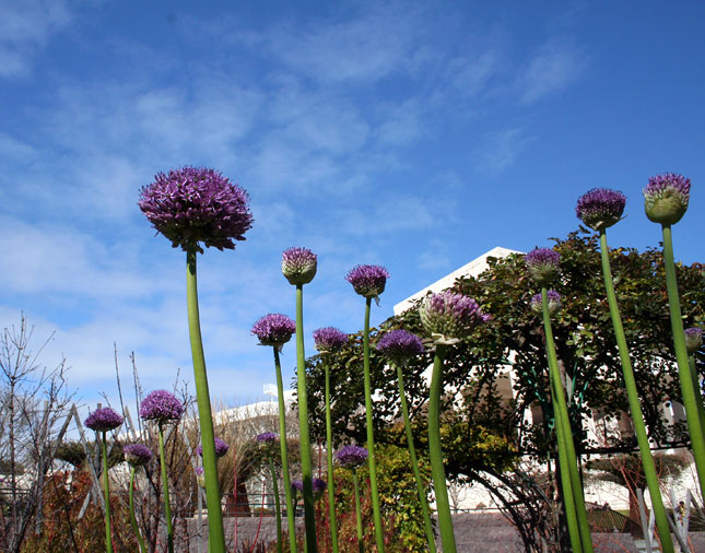 Permalink to The Moment of Alliums Coming this summer: Look for sculptural alliums holding their own against the dramatic architecture of the Getty Center