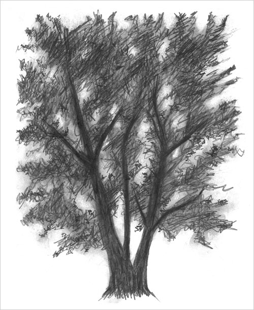 Project #2: Tree Drawing