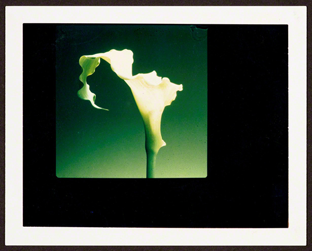 Polaroid test shot for Calla Lily / Robert Mapplethorpe