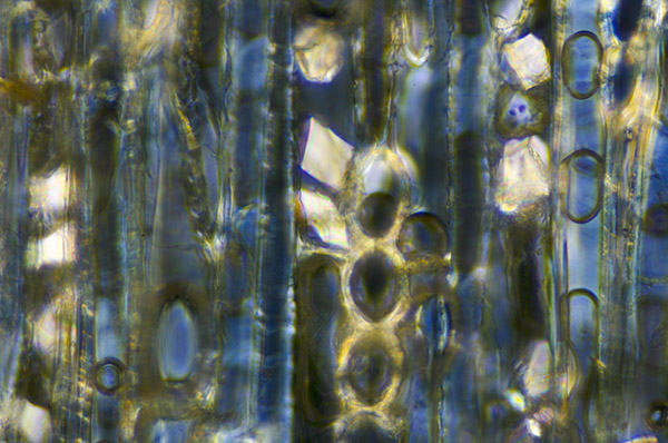 Artistry in nature. The Eames House wood paneling seen under the polarized light microscope. The bright white cubes are tiny crystals of calcium oxalate.