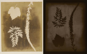 Permalink to Re-Picturing Photographic History Left: Arrangement of Botanical Specimens, 1838m William Henry Fox Talbot. Photogenic drawing negative, 8 13/16 x 7 1/4 in. The J. Paul Getty Museum, 84.XM.1002.10. Right: Arrangement of Botanical Specimens, 1839, 2008, Hiroshi Sugimoto. Gelatin silver print, 36 7/8 x 29 1/2 in. The J. Paul Getty Museum, 2013.64.9. © Hiroshi Sugimoto