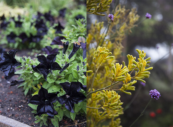 Petunia black ray and anagazanthus (Bush Dawn)