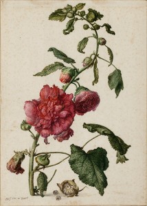 Permalink to This Just In: Three Drawings from the Dutch Golden Age A Hollyhock, 1682, Herman Saftleven (Dutch, 1609-1685). Watercolor, gouache and black chalk, 35.2 x 25.2 cm. © Christie's Images Limited (2014)