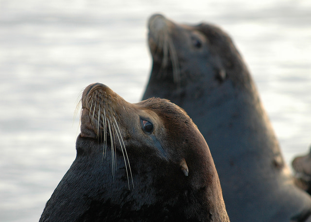 California sea lion