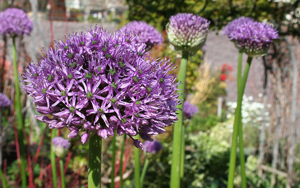 The Moment of Alliums | Getty Iris